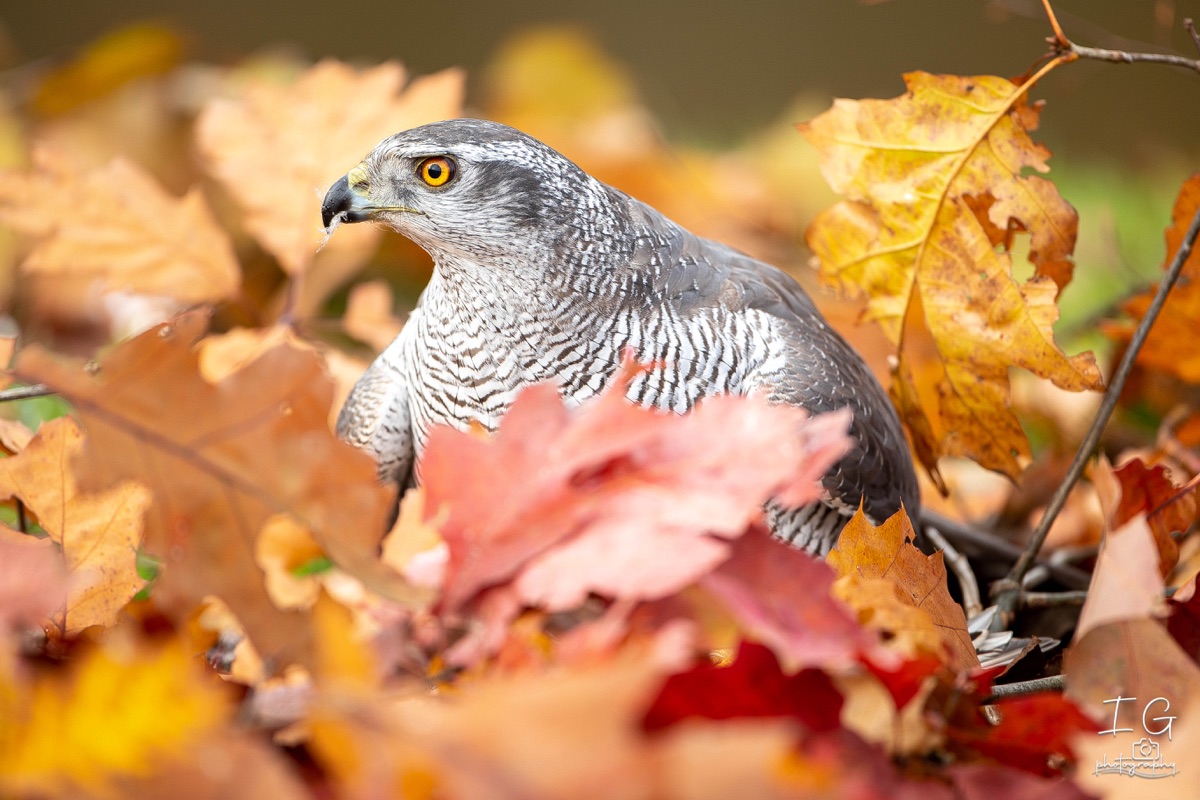 AK6I1465 31 oktober 2021 1501 37